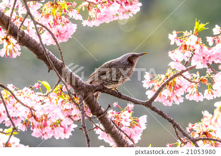 Cherry blossoms in full bloom and brown eyes 21053980