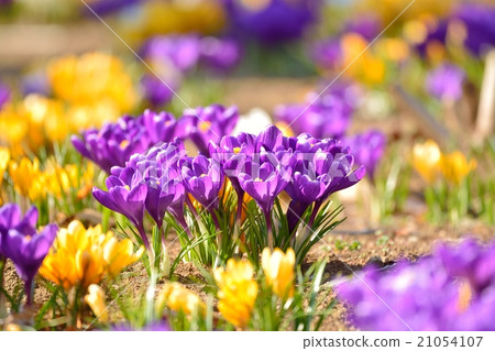 Crocus Crocus 21054107