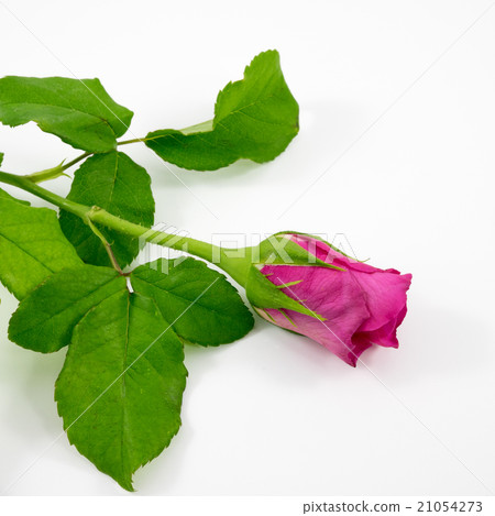 The close up of beautiful rose flower The close up of beautiful rose flower 21054273