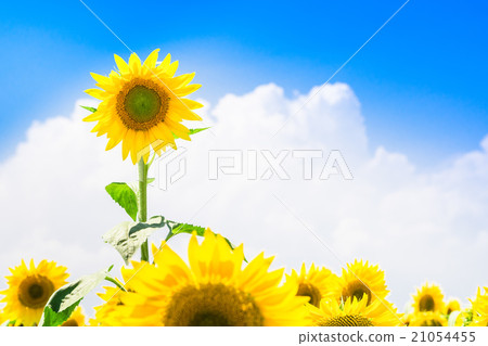 向日葵和夏天的天空 21054455