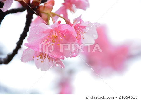 Cherry Blossoms Cherry Blossoms 21054515
