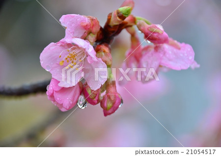 櫻桃樹 櫻桃樹 21054517