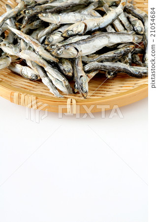 Hobbyishi (Katakukuchi) 21054684