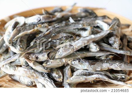 Hobbyishi (Katakukuchi) 21054685