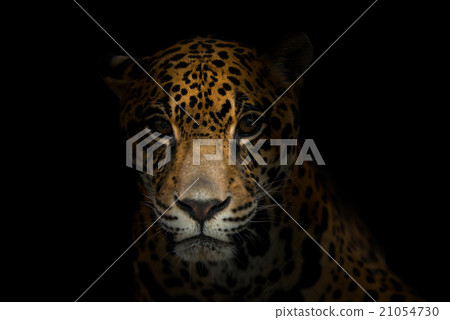 jaguar ( Panthera onca ) in the dark 21054730