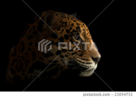 jaguar ( Panthera onca ) in the dark 21054731