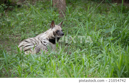 striped hyena 21054742