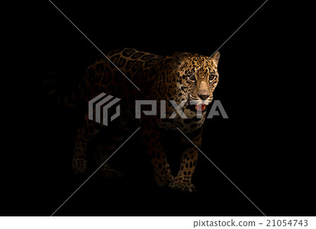jaguar ( panthera onca ) in the dark 21054743