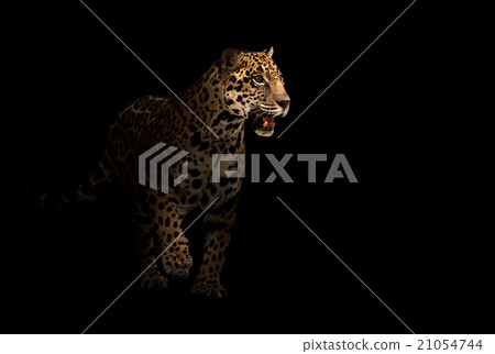 jaguar ( panthera onca ) in the dark 21054744
