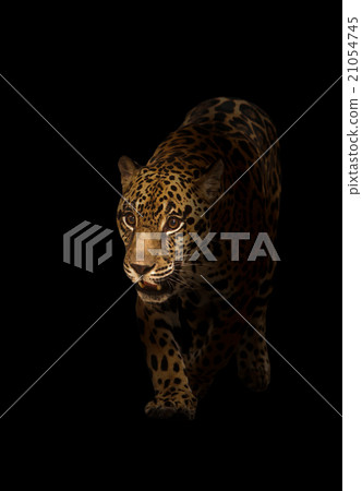 jaguar ( panthera onca ) in the dark 21054745