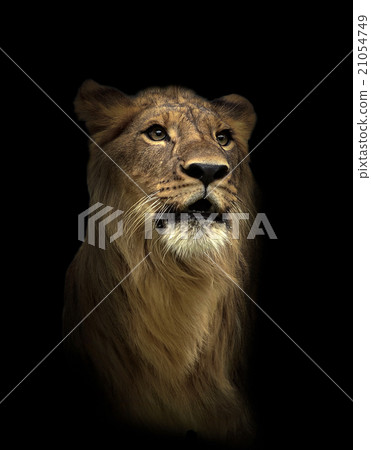 lion in the dark night 21054749