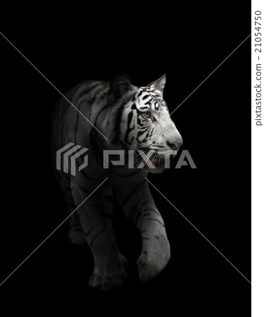 white bengal tiger isolated 21054750