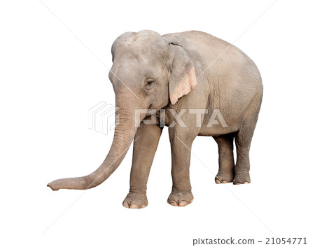 asia elephant 21054771
