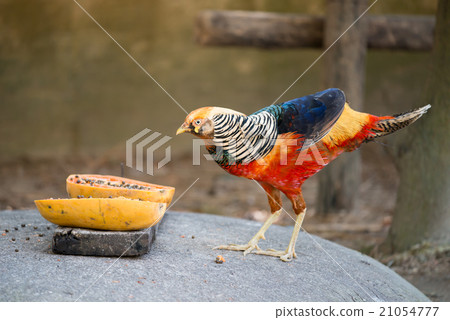golden pheasant 21054777