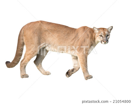 puma isolated puma isolated 21054800