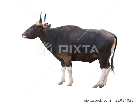 male banteng isolated 21054823