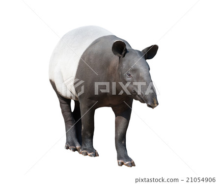 Malayan tapir or Asian tapir isolated 21054906
