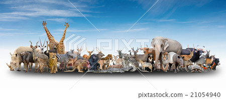 animal of the world 21054940