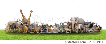 animal of the world 21054941