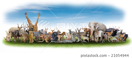 animal of the world 21054944