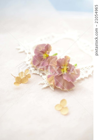 Frill's pansy and Annabell's dry flower Frill's pansy and Annabell's dry flower 21054965