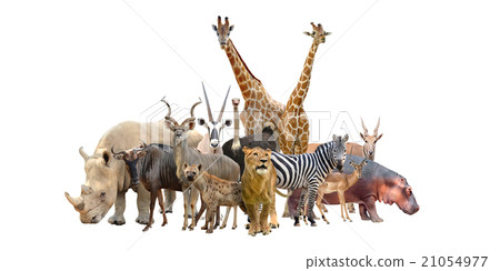 group of africa animals group of africa animals 21054977