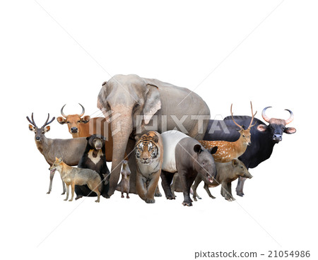 group of asia animals 21054986