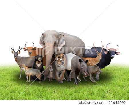 group of asia animals group of asia animals 21054992