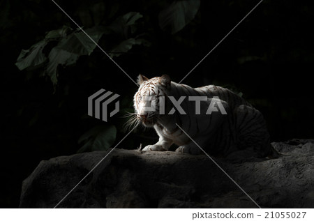 white bengal tiger 21055027