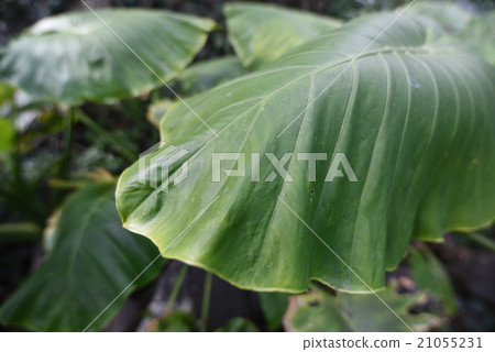 Leaf of sweet potato without eating Leaf of sweet potato without eating 21055231