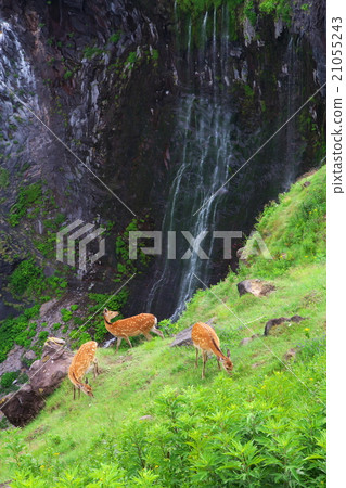 Deer and Furepa waterfall Deer and Furepa waterfall 21055243