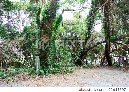 Esakazaki Esakusa 21055297