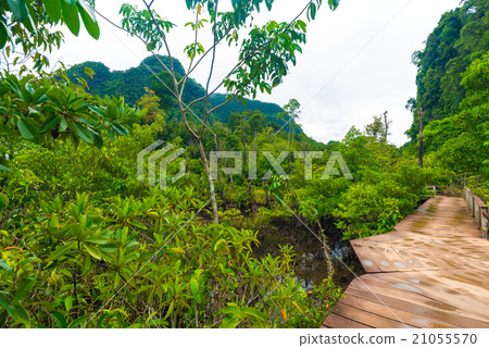 Wooden pathway around mangrove forest Wooden pathway around mangrove forest 21055570