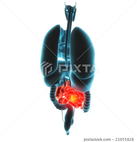 guts organ pain guts organ pain 21055828