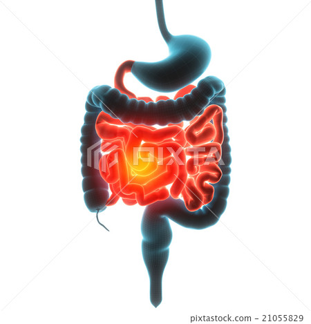 guts organ pain guts organ pain 21055829