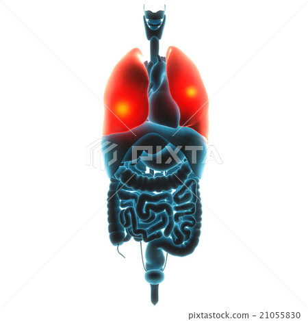 lungs organ pain  21055830
