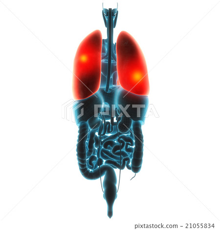 lungs organ pain lungs organ pain 21055834
