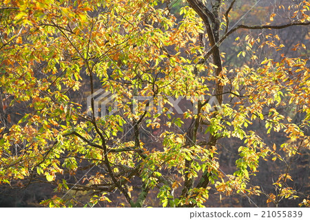 Autumn leaves Autumn leaves 21055839