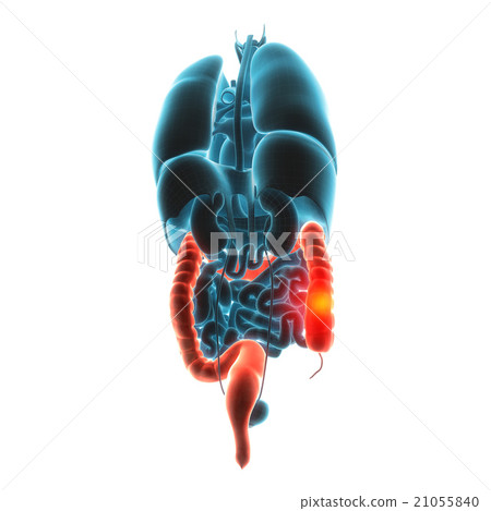 guts organ pain 21055840