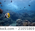 Snorkel at Cape Eida 21055869