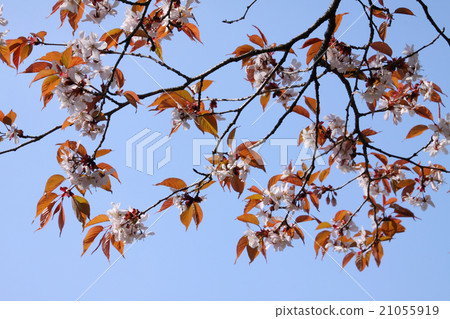 櫻花 櫻花 21055919
