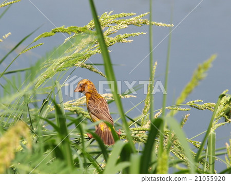 young golden yellow bird on wetland grass in pond 21055920
