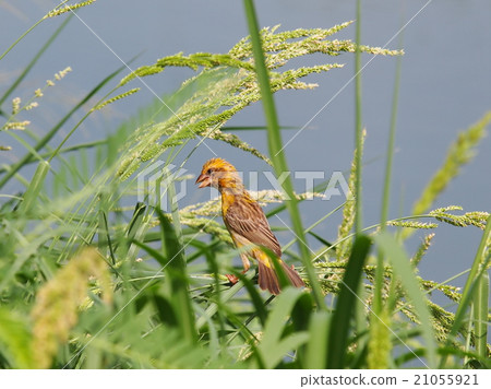 young golden yellow bird on wetland grass in pond young golden yellow bird on wetland grass in pond 21055921