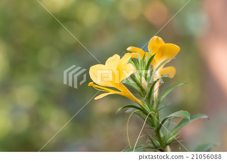 Yellow barleria prionitis flowers 21056088