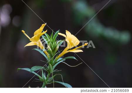 Yellow barleria prionitis flowers 21056089