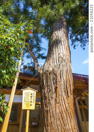 Sayuri of Yaigaki Shrine Ref. 21056225