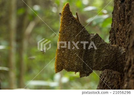 Stingless Bee 21056296
