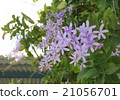 Petrea·Voribiris 21056701