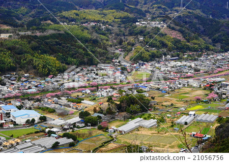 February Minamiizu 08 Kawazu cherry blossom Festival 21056756