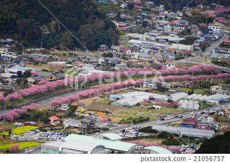 February Minamiizu 09 Kawazu cherry blossom Festival February Minamiizu 09 Kawazu cherry blossom Festival 21056757